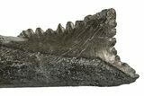 Bizarre Shark (Edestus) Jaw Section with Tooth - Carboniferous #327583-2